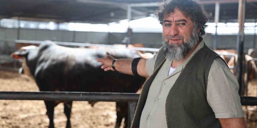 Özel seçti, 2 yıl emekle büyüttü! 1 tonun üzerindeki boğayı 500.000 TL’ye sattı 4